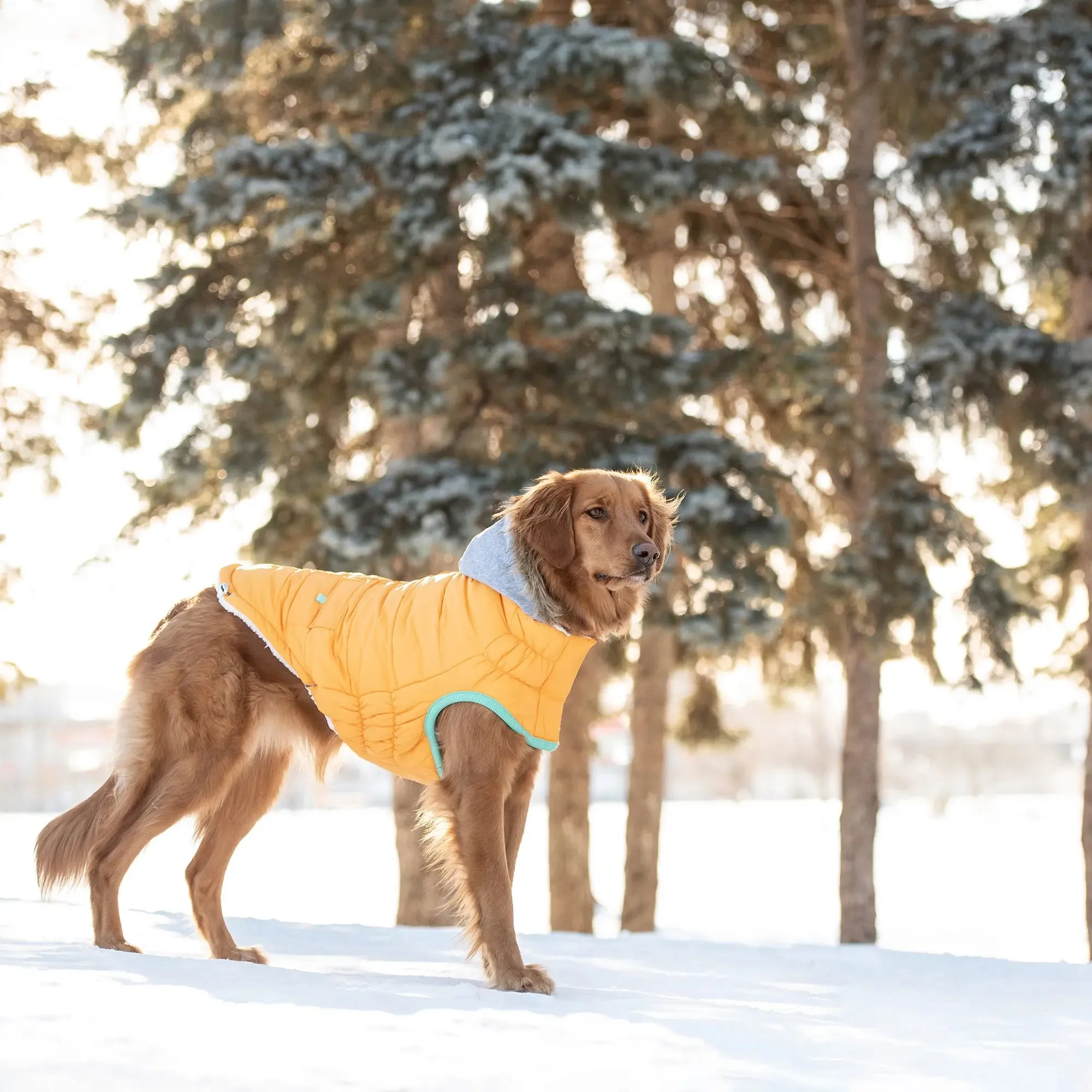 Winter Sailor Dog Parka | Yellow