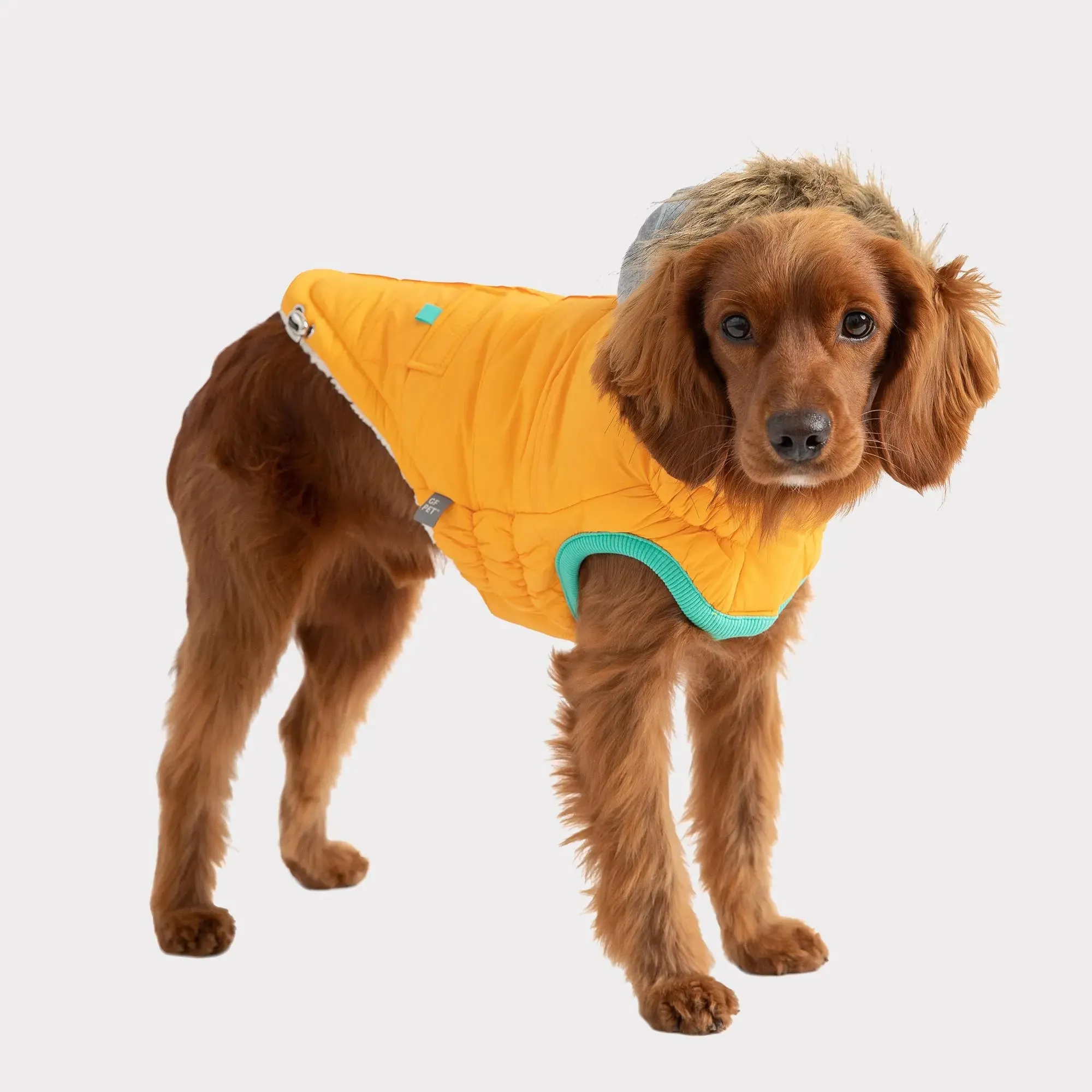 Winter Sailor Dog Parka | Yellow