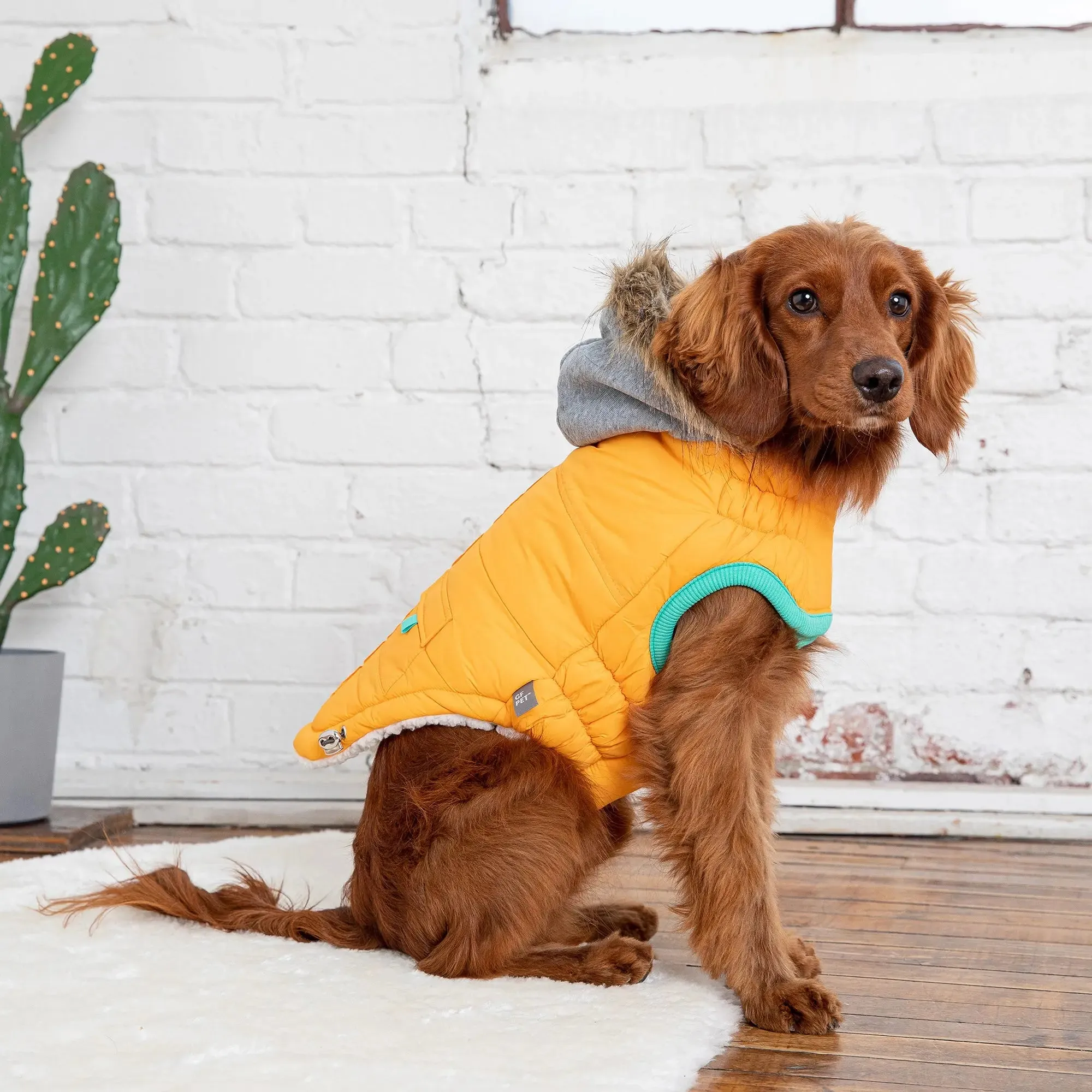 Winter Sailor Dog Parka | Yellow